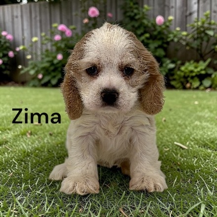 puppy, for, sale, Cocker Spaniel, Joe & Cherri  Overlease, dog, breeder, Miller, MO, dog-breeder, puppy-for-sale, forsale, nearby, find, puppyfind, locator, puppylocator, aca